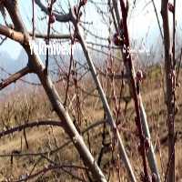 فروش اجاره باغ هلو شلیل ساله و گلابی اسپادانا ساله یک فصل اجاره داده میشود در گرگان در گروه خرید فروش عمده گیاهان زینتی - گرمسیری آپارتمانی باغچه آب در یکمیوه