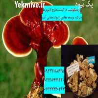 فروش ورمیکولیت در پرورش قارچ گانودرما در تهران در گروه خرید فروش کود و مواد شیمیایی - اوره پتاس مرغی کمپوست آهن در یکمیوه