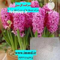 فروش بسترکشت گل سنبل در تهران در گروه خرید فروش عمده گیاهان زینتی - گرمسیری آپارتمانی باغچه آب در یکمیوه