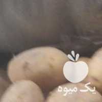 فروش سیب زمینی بذر فابولا  ،  بامبا  ،  جیلی در همدان در گروه خرید فروش عمده سیب زمینی - زودرس دیررس آگریا اسپریت اردبیل همدان در یکمیوه