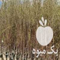 فروش نهال اصلاح شده پر بازده ضمانتی در میاندوآب در گروه خرید فروش نهال - انواع گردو پسته بادام سلطانی انگور در یکمیوه