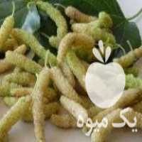 فروش درخت پیوند زده سه ساله توت واریته پاکستانی موزی در ساری در گروه خرید فروش نهال - انواع گردو پسته بادام سلطانی انگور در یکمیوه