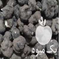 فروش قارچ دنبلان جنگلی در تهران در گروه خرید فروش عمده قارچ - دکمه ای خوراکی دارویی پرورشی کوهی در یکمیوه