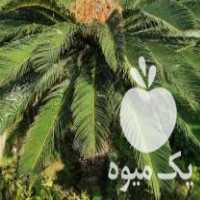 فروش عمده بذر سیکاس 25 ساله از باغ در نوشهر در گروه خرید فروش بذر - انواع محصول کشاورزی گوجه کتان میوه درخت در یکمیوه