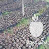 فروش گلهای پیوندی شمشادطلایی وپرتغالی نهال کیوی در تنکابن در گروه خرید فروش نهال - انواع گردو پسته بادام سلطانی انگور در یکمیوه