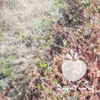 فروش نهال انگور در شیراز در گروه خرید فروش نهال - انواع گردو پسته بادام سلطانی انگور در یکمیوه