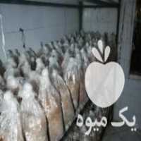 فروش کمپوست قارچ گانودرما ،  شیتاکه و شاه صدفی در بوشهر در گروه خرید فروش عمده قارچ - دکمه ای خوراکی دارویی پرورشی کوهی در یکمیوه