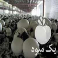 فروش مه پاش گلخانه ای : مه پاش پروانه ای قابل استفاده درسالن قارچ در همدان در گروه خرید فروش تجهیزات گلخانه - صنعتی خانگی هوشمند دست دوم در یکمیوه