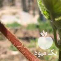 فروش نهال کیوی در چناران در گروه خرید فروش نهال - انواع گردو پسته بادام سلطانی انگور در یکمیوه