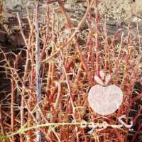 فروش نهال گل محمدی بدون خار و زرشک بی دانه در مشهد در گروه خرید فروش نهال - انواع گردو پسته بادام سلطانی انگور در یکمیوه