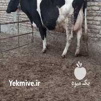 فروش گاو سیمینتال و هلشتای در اصفهان در گروه گاو و گوسفند و میش و بز کهره گوساله سمینتال در یکمیوه