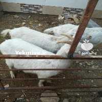 فروش بزغاله سانن 6 ماهه در یزد در گروه گاو و گوسفند و میش و بز کهره گوساله سمینتال در یکمیوه