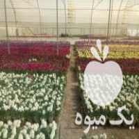 فروش گل شب بو هلندی در اصفهان در گروه خرید فروش عمده گیاهان زینتی - گرمسیری آپارتمانی باغچه آب در یکمیوه