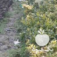 فروش گلهای پیوندی شمشادطلایی وپرتغالی ونهال کیوی در تنکابن در گروه خرید فروش عمده کیوی - صادراتی مازندران تنکابن تالش در یکمیوه