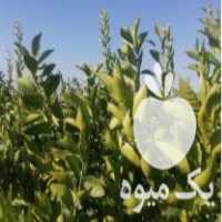 فروش انواع گلدان گل و انواع نهال مرکبات در جیرفت در گروه خرید فروش نهال - انواع گردو پسته بادام سلطانی انگور در یکمیوه