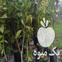 فروش نهال گلدونی خونی توسرخ در بابل  در گروه خرید فروش نهال - انواع گردو پسته بادام سلطانی انگور در یکمیوه