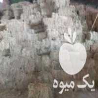 فروش سبز یونجه پارساباد مغان خشک درجه یک در میانه در گروه خوراک دام و طیور - پرواری شیری علوفه یونجه در یکمیوه