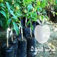 فروش انواع نهال میوه اصلاح شده گردو ،  سیب ،  گلابی ،  بادام و  در قزوین در گروه خرید فروش نهال - انواع گردو پسته بادام سلطانی انگور در یکمیوه