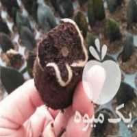 فروش برگ ریزوم دار زامفولیا بلک در چالوس در گروه خرید فروش سایر محصولات تجهیزات کشاورزی در یکمیوه