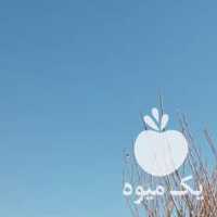 فروش نهال پسته در رفسنجان در گروه خرید فروش نهال - انواع گردو پسته بادام سلطانی انگور در یکمیوه