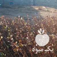 فروش نهال پسته پاکتی یک ساله در رفسنجان در گروه خرید فروش نهال - انواع گردو پسته بادام سلطانی انگور در یکمیوه