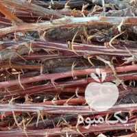 فروش نهال زرشک تازه وپرریشه در مشهد در گروه خرید فروش نهال - انواع گردو پسته بادام سلطانی انگور در یکمیوه