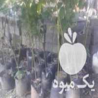 فروش نهال آووکادو غیر پیوندی در نوشهر در گروه خرید فروش نهال - انواع گردو پسته بادام سلطانی انگور در یکمیوه