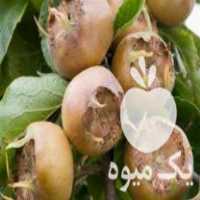 فروش نهال کندس پیوندی ازگیل جنگلی درشت گلدانی در ساری در گروه خرید فروش نهال - انواع گردو پسته بادام سلطانی انگور در یکمیوه