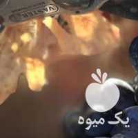 فروش نهال انگور گلدانی یک ساله موجود است در همدان در گروه خرید فروش نهال - انواع گردو پسته بادام سلطانی انگور در یکمیوه