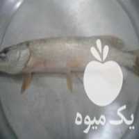 فروش بچه ماهی اردک چکاب در ساری در گروه خرید فروش کود و مواد شیمیایی - اوره پتاس مرغی کمپوست آهن در یکمیوه