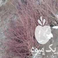 فروش نهال سردسیری تضمینی در اصفهان در گروه خرید فروش نهال - انواع گردو پسته بادام سلطانی انگور در یکمیوه