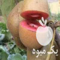 فروش ارائه ارقام متنوع درخت کیوی پیوندی تضمین شده در ساری در گروه خرید فروش عمده کیوی - صادراتی مازندران تنکابن تالش در یکمیوه