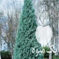 فروش انواع نهال سرو ناز ،  شیراز ،  نقره ای  در گرگان در گروه خرید فروش نهال - انواع گردو پسته بادام سلطانی انگور در یکمیوه