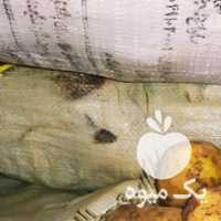 فروش سیب زمینی آگریا مدل 97 بذری کشت زمین بکر در اردبیل در گروه خرید فروش عمده سیب زمینی - زودرس دیررس آگریا اسپریت اردبیل همدان در یکمیوه