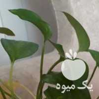 فروش پسته آجیلی شب عید رفسنجان در قم در گروه آجیل - فروش عمده محصولات در یکمیوه