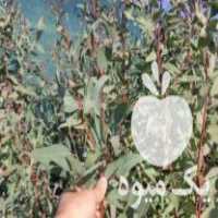 فروش نهال مناسب درختکاری نهال اکالیپتوس 2 ساله در سمنان در گروه خرید فروش نهال - انواع گردو پسته بادام سلطانی انگور در یکمیوه