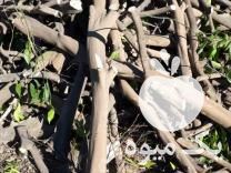 فروش عمده چوب پرتقال جنوب در دزفول در گروه خرید فروش عمده چوب- زغال چوب گردو تبریزی خام در یکمیوه -عکس1