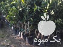 فروش ارائه درخت مرکبات پرتقال تامسون پیوندی گلدان زده در ساری در گروه خرید فروش عمده پرتقال - پرتقال رسمی تامسون خونی جنوب در یکمیوه -عکس1
