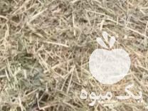 فروش یونجه میاندواب در تبریز در گروه خوراک دام و طیور - پرواری شیری علوفه یونجه در یکمیوه -عکس1