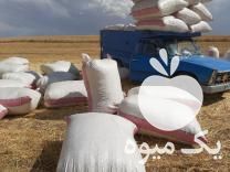 خریدار کاه گندم هستم به صورت کلی وجزئی در زنجان در گروه خوراک دام و طیور - پرواری شیری علوفه یونجه در یکمیوه -عکس1