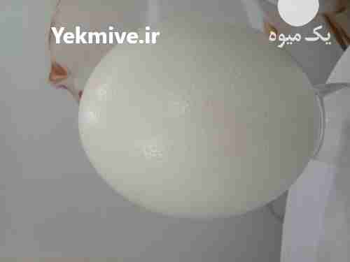 فروش پوکه تخم شترمرغ در تهران در گروه انواع تخم ها - مرغ بوقلمون پرنده عمده کشاورزی در یکمیوه -عکس1