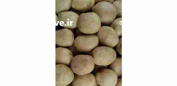 فروش سیب زمینی در تناژ بالا همه روزه در کرمان  در گروه بار بارکن خرید و فروش عمده محصولات کشاورزی باربارکن میوه گوجه در یکمیوه -عکس1