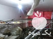 فروش لوازم پرورش قارچ آمل در مازندران در گروه خرید فروش عمده قارچ - دکمه ای خوراکی دارویی پرورشی کوهی در یکمیوه -عکس1