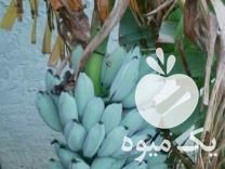 فروش چند رقم موز بسیار کمیاب در قشم در گروه خرید فروش عمده موز - زرد سبز پاکستان چیکیتا اکوادوور در یکمیوه -عکس1