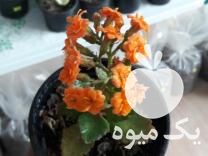 فروش گل و گلدون و نشا و قلمه و خاک بستر در بهشهر در گروه خرید فروش نشا - انواع گوجه برنج کاهو پیاز کاری فرنگی در یکمیوه -عکس1