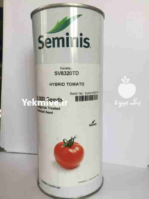 فروش بذر گوجه سمینیس 8320 بذر گوجه در هرمز در گروه خرید فروش عمده گوجه فرنگی - فرنگی سبز قرمز سیاه کبابی ربی در یکمیوه -عکس1