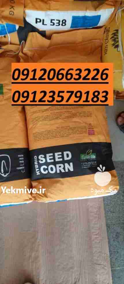 فروش بذر ذرت سیدکورن 09120663226 در تهران در گروه خرید فروش بذر - انواع محصول کشاورزی گوجه کتان میوه درخت در یکمیوه -عکس1