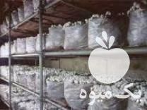 فروش بذر قارچ دکمه ای صدفی گانودرما در تهران در گروه خرید فروش بذر - انواع محصول کشاورزی گوجه کتان میوه درخت در یکمیوه -عکس1