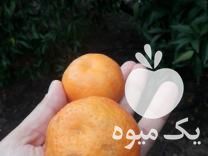 فروش نهال نارنگی یافا در مشهد در گروه خرید فروش نهال - انواع گردو پسته بادام سلطانی انگور در یکمیوه -عکس1
