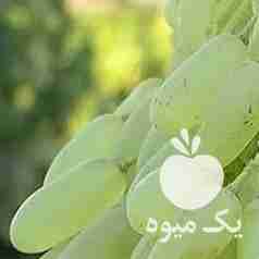 فروش نهال انگور عسگری پیکامی  در همدان در گروه خرید فروش نهال - انواع گردو پسته بادام سلطانی انگور در یکمیوه -عکس1